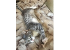 Очень нежный ручной котик Марсель в дар