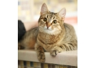 котнок Мурена в дар