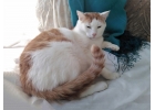 Хорошего кота должно быть много Крупный бело-рыжий котик Даня в добрые руки